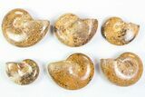 Lot: - Polished Jurassic Ammonites - Pieces #76989-1